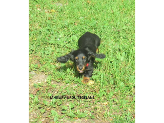 Taksikoera kutsikad, tõupaberitega