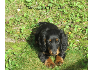 Pikakarvalise taksi isased kutsikad