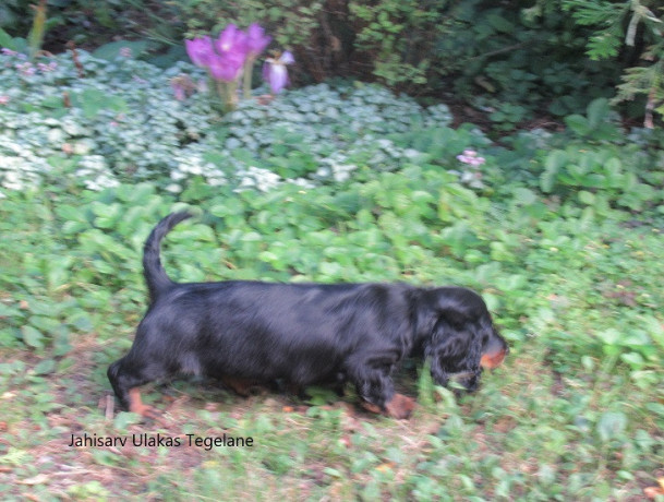 pikakarvalise-taksi-isased-kutsikad-big-1