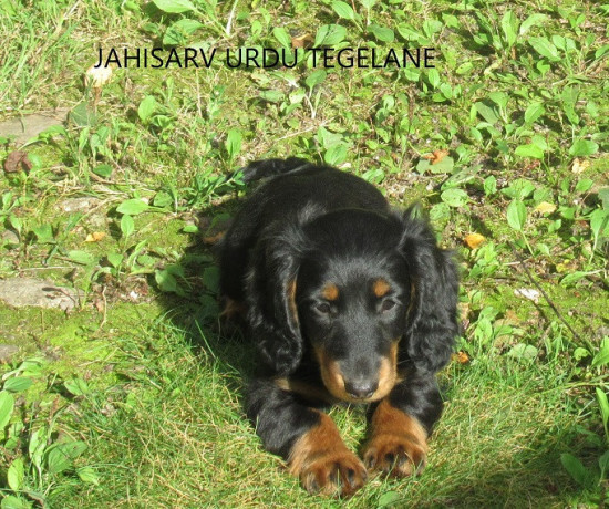 pikakarvalise-taksi-isased-kutsikad-big-0