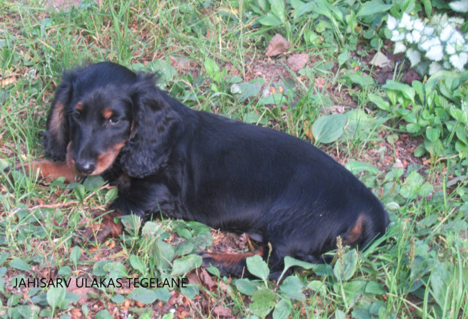 pikakarvalise-taksi-isased-kutsikad-big-2