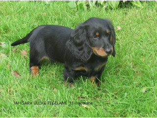 2 isast pikakarvalise taksi kutsikat