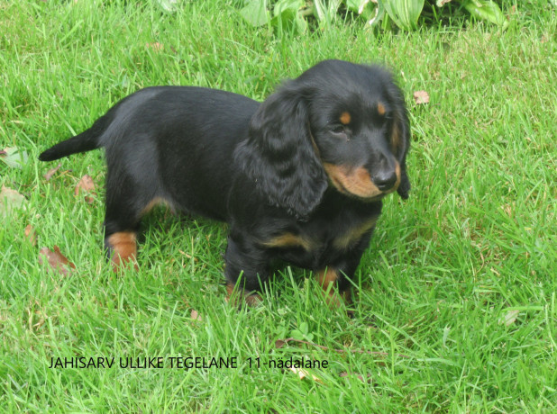 2-isast-pikakarvalise-taksi-kutsikat-big-0