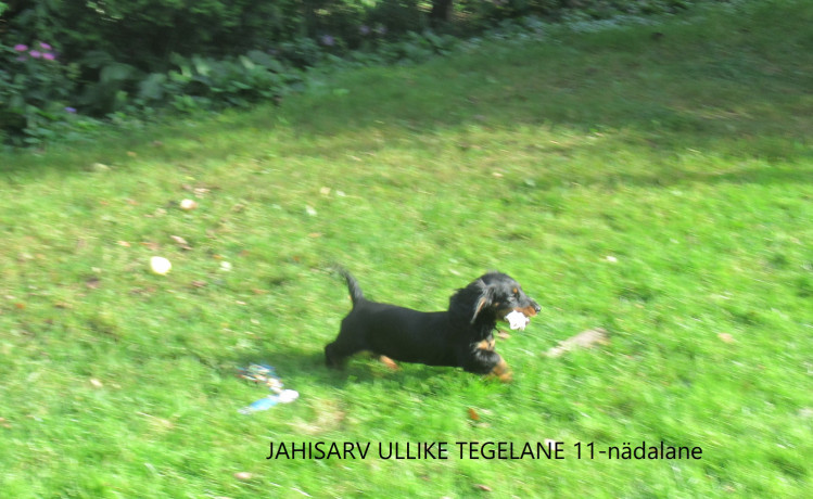 2-isast-pikakarvalise-taksi-kutsikat-big-1