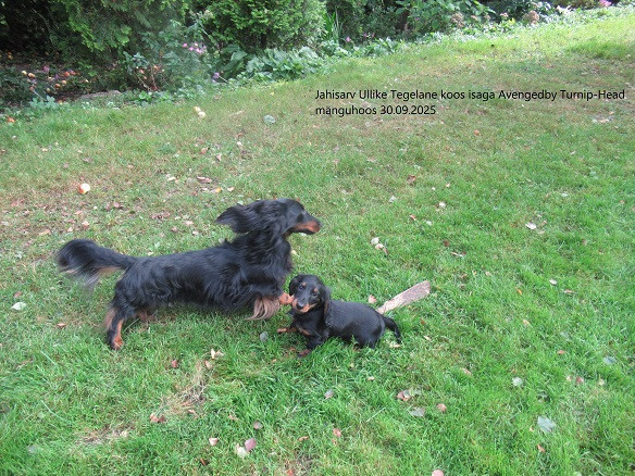 1-emane-pikakarvaline-toupaberitega-taksikutsikas-big-0