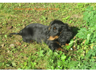 Taksikoera kutsikad, isased pikakarvalised, tõudokumentidega