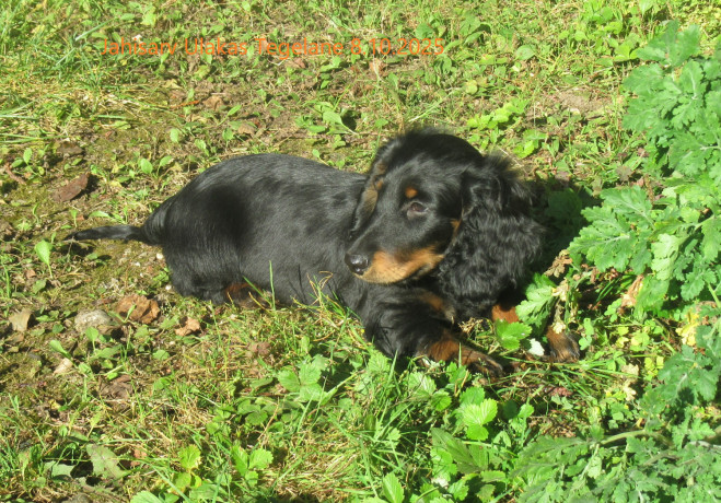 taksikoera-kutsikad-isased-pikakarvalised-toudokumentidega-big-0