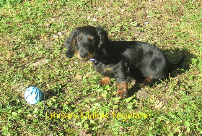 taksikoera-kutsikad-isased-pikakarvalised-toudokumentidega-big-2