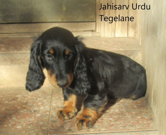 taksikoera-kutsikad-isased-pikakarvalised-toudokumentidega-big-1