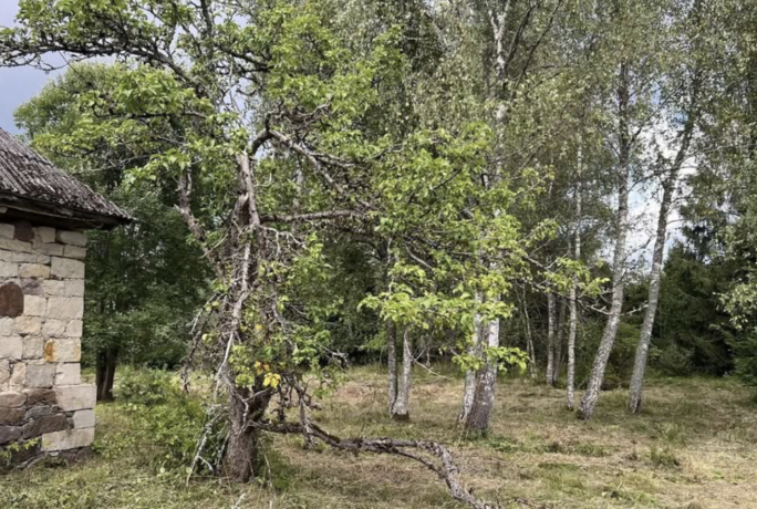 muua-talu-saadu-juri-tagavere-saaremaa-vald-saaremaa-big-2
