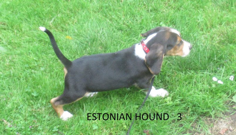 eesti-hagijas-tubli-jahikoer-big-1