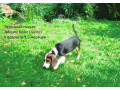 muua-eesti-hagijad-35-kuused-emased-small-2