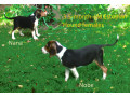 muua-eesti-hagijad-35-kuused-emased-small-1