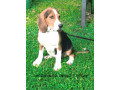 muua-eesti-hagijad-35-kuused-emased-small-0