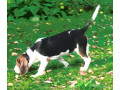 muua-emased-eesti-hagija-kutsikad-small-2
